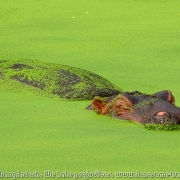 Bangladesh Natinal Zoo_35